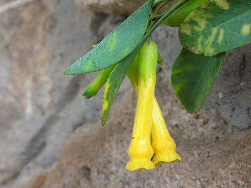 Nicotiana glauca / Tabacco glauco (pianta coltivata)